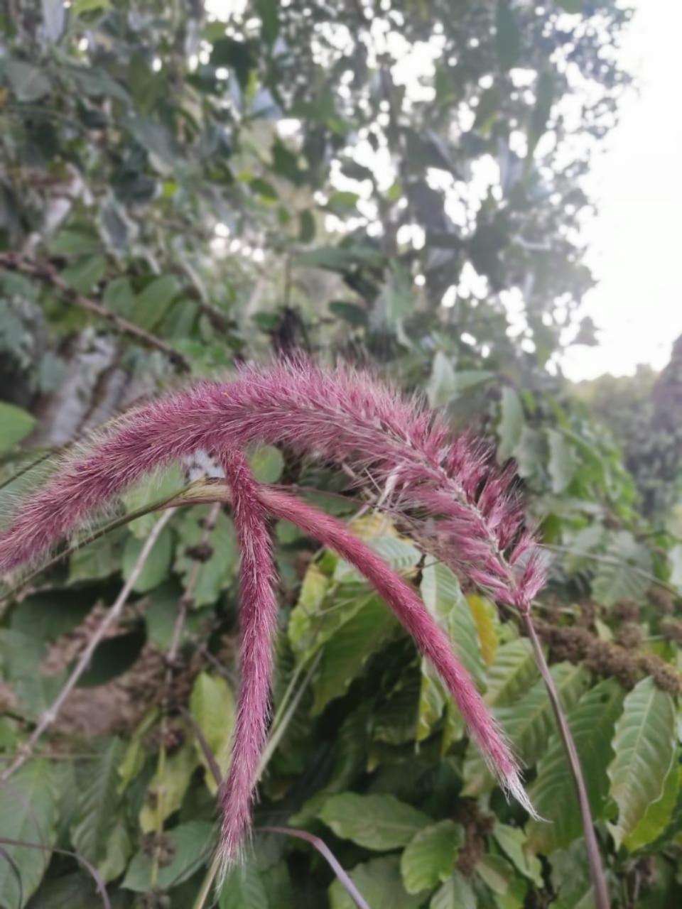 Misty Rain Estate Ξενοδοχείο Madikeri Εξωτερικό φωτογραφία