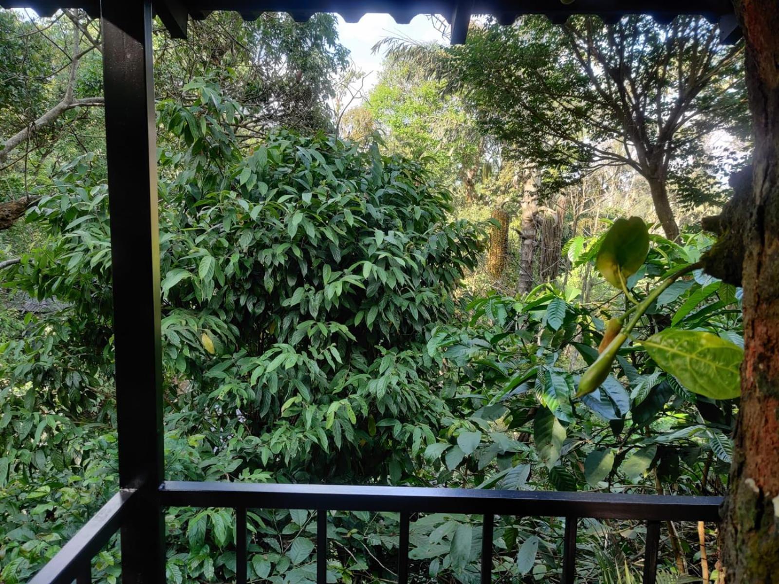 Misty Rain Estate Ξενοδοχείο Madikeri Εξωτερικό φωτογραφία