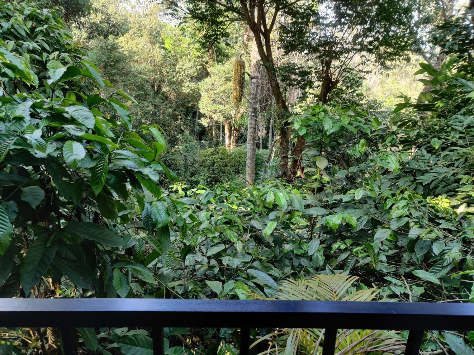 Misty Rain Estate Ξενοδοχείο Madikeri Εξωτερικό φωτογραφία