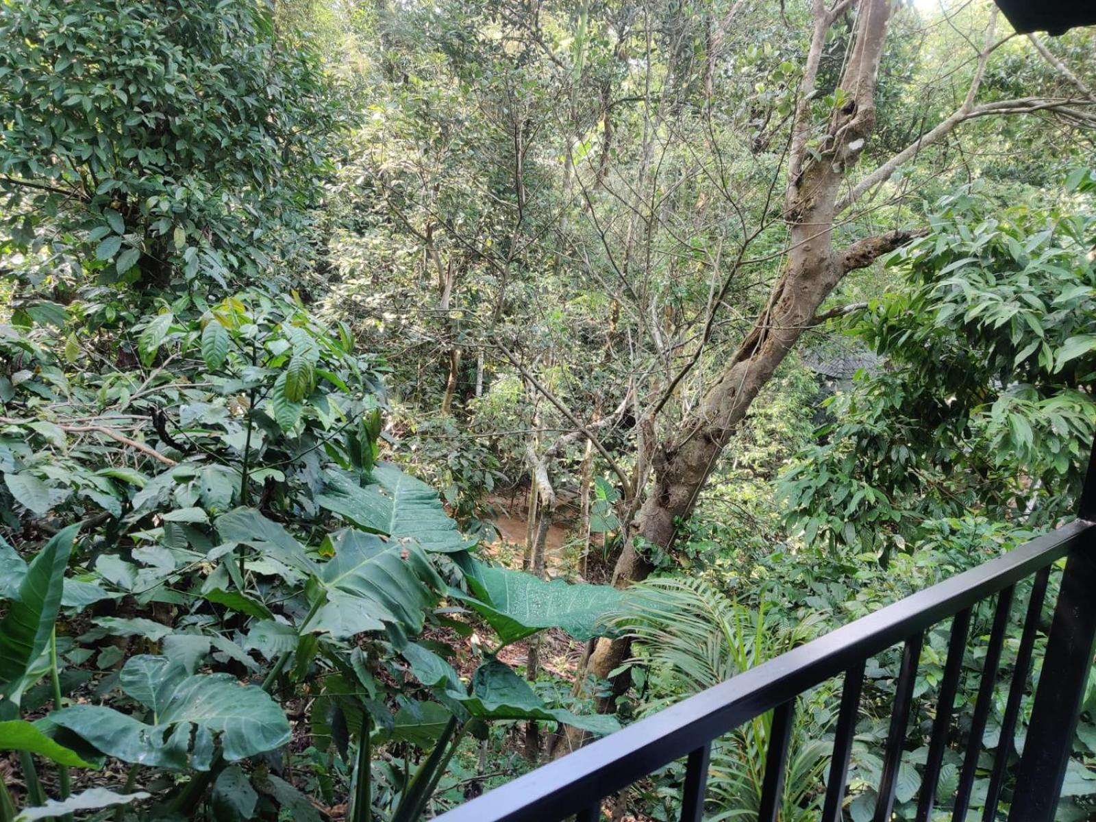 Misty Rain Estate Ξενοδοχείο Madikeri Εξωτερικό φωτογραφία